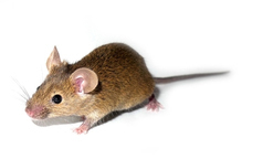 在一些案例中， 辅酶Q10让亨廷顿舞蹈症的老鼠好转， 但对人类患者无效。  