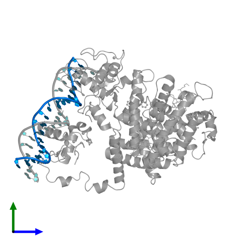 在细胞核，像PPAR（灰色）的分子直接和DNA(蓝色）相连，帮助细胞调节任何时候的基因使用  