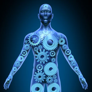 突变型亨廷廷蛋白在全身产生。不同寻常的是,GW 似乎通过靶向大脑外的免疫系统在 HD 小鼠中发挥作用。