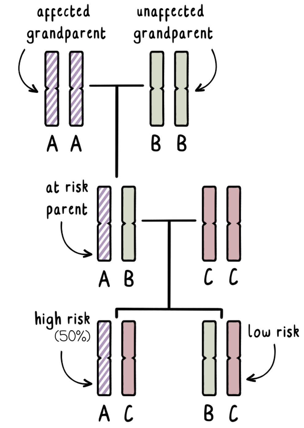 排除检测如何运作以“排除”受影响的祖父母的 DNA 高风险部分进入胚胎 