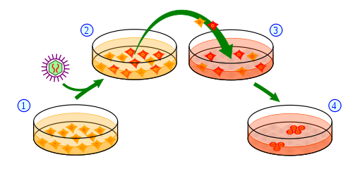 从表皮细胞获取IPS细胞的流程：1) 在培养皿中培养表皮细胞；2)处理表皮细胞，加入能使其逆分化为干细胞的基因；3)部分细胞接受基因信息转化为诱导多功能干细胞；4)筛选并培养诱导多功能干细胞。  