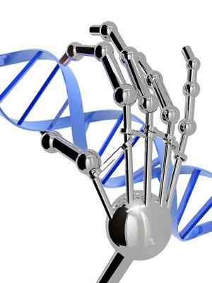 锌指可以与我们希望的任何DNA序列结合。尽管它们并不像机器人的手。  