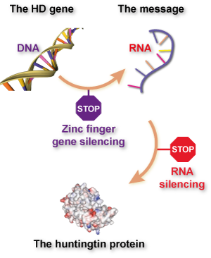 锌指和传统的瞄准RNA的基因沉默之间的不同。锌指通过与DNA结合而阻止RNA。而沉默技术，比如RNA干扰或者反义寡核苷酸技术，通过与RNA结合而防止蛋白合成。  