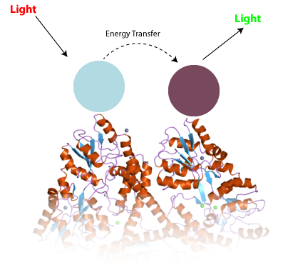 TR-FRET的原理。两种抗体（蓝色和紫色）粘附于某种蛋白（比如亨廷顿蛋白）并改变光线的性质使其可以被我们检测到  