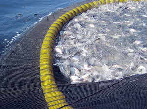 一个大的网可以捕到很多鱼，但处理这些鱼是一项繁琐的工作，而且还有可能捕到不想要的鱼。发现驱动的研究也是一样的 - 它可以产生大量数据，但需要认真仔细分析来避免错误的结论。  