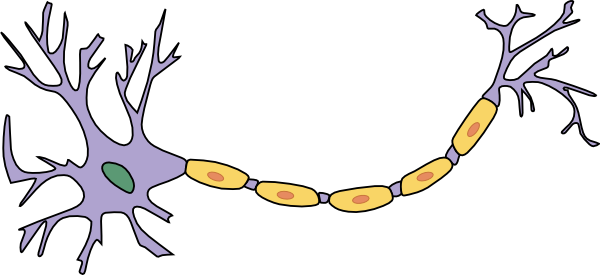 在本图中，左侧的小突起为神经细胞的树突。紫色的为胞体。投射至右侧的长线即为神经细胞的轴突。  