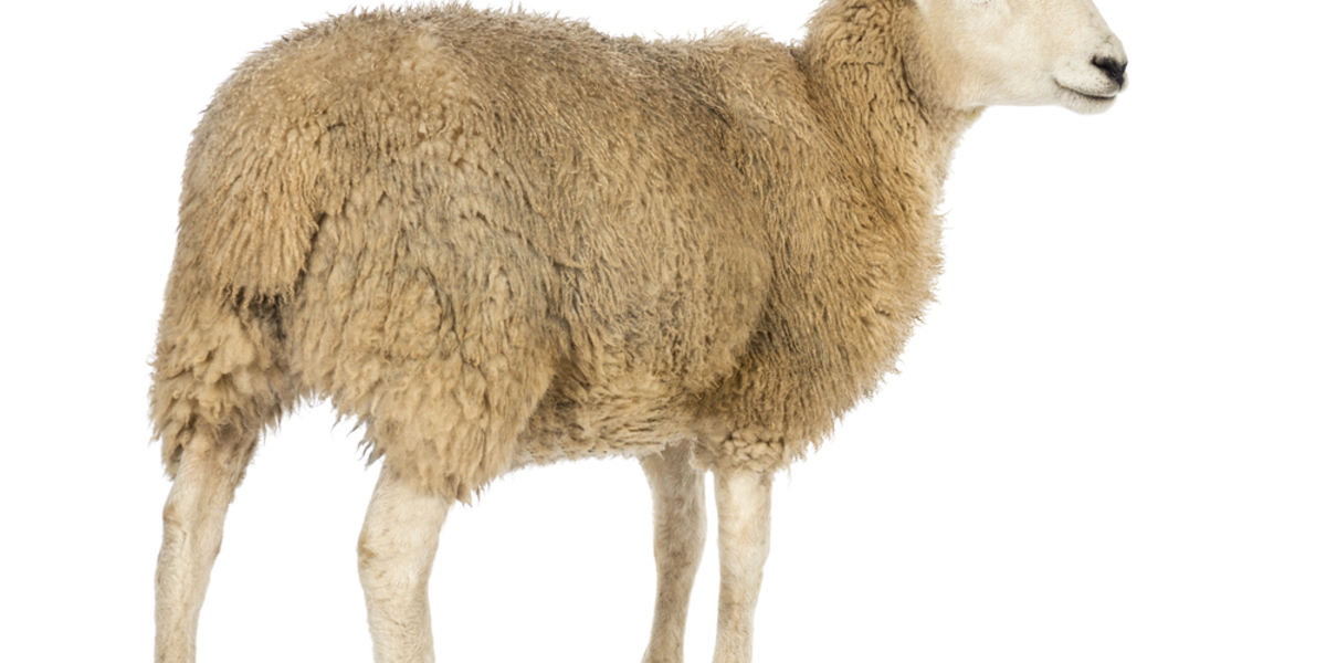 绵羊的时代：代谢产物和HD生物标志物