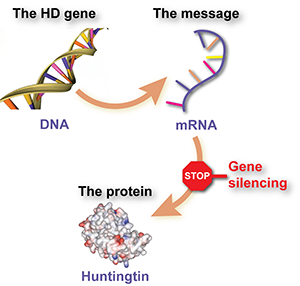 降低亨廷顿药物-以前也叫基因沉默药物-通过告诉细胞删除信使分子、来降低突变蛋白水平  