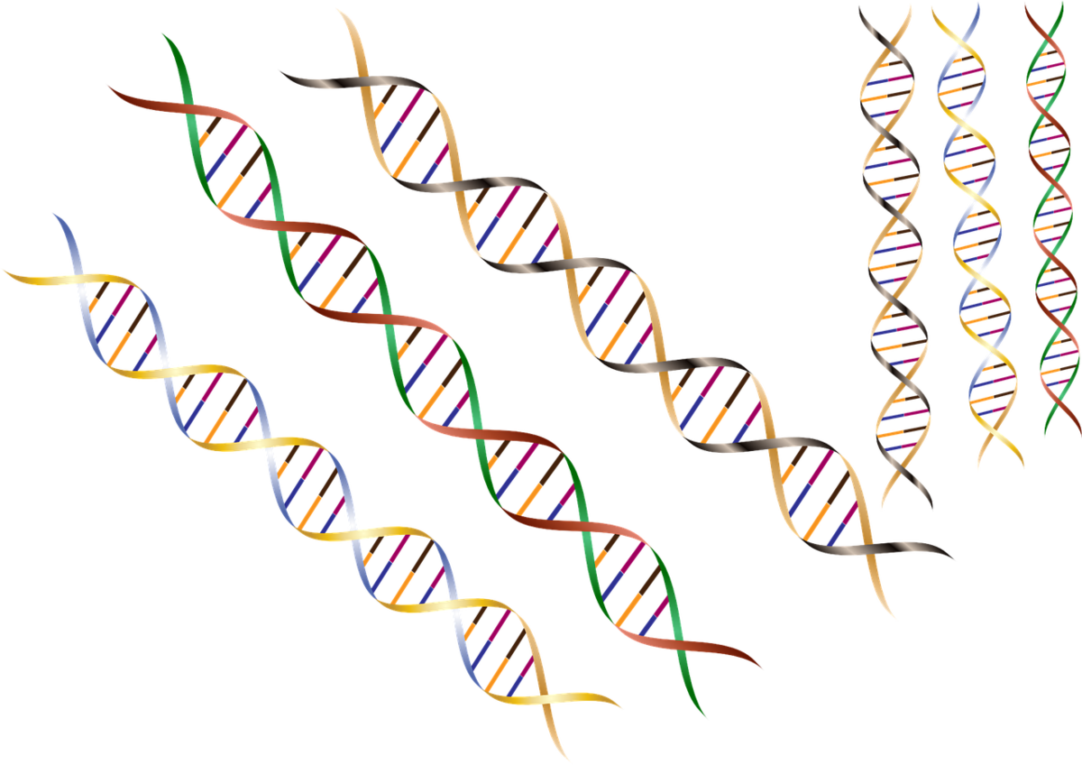 遗传修饰物是DNA密码中的微小变异，可能是亨廷顿病患者早期症状的驱动因素  