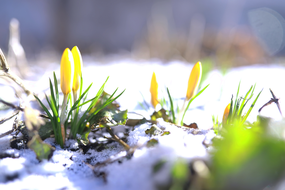 2026 年 3 月：亨廷顿舞蹈症研究本月动态