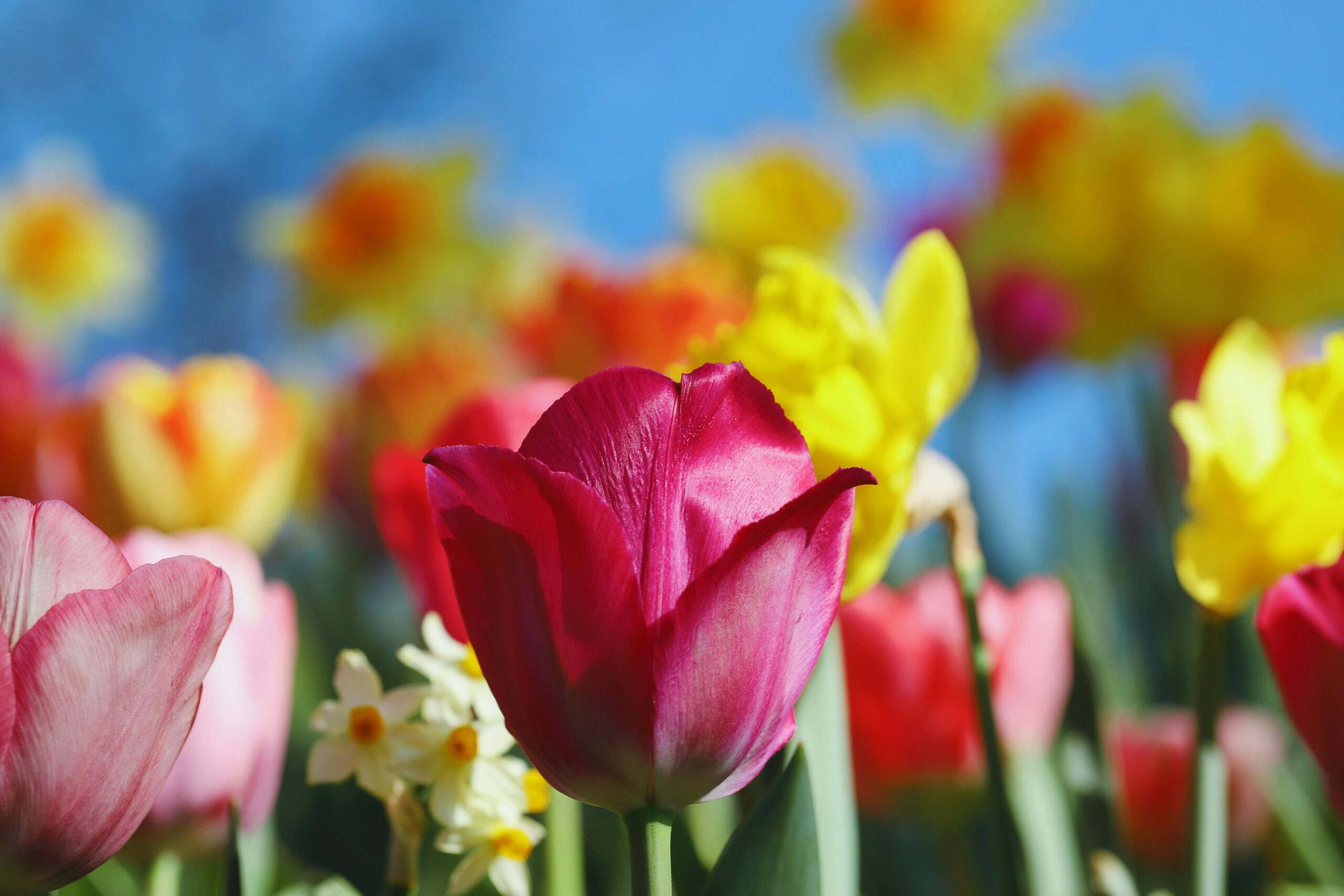 2026 年 4 月：亨廷顿舞蹈症研究月报